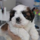 버디독 강아지분양 안심분양센터 김포점 이미지