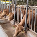 평택축산농협TMR(주) | 자가배합, 잘 하면 무기입니다. 하지만 데이터 없이 하면 역효과입니다