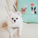 빅토리애견 이미지