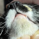 금천종합동물병원 이미지