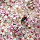 참조팝나무와꽃벼룩 이미지