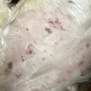 24시 창원2차동물의료원 이미지