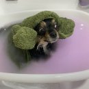 이든반려견 문화센터 이미지