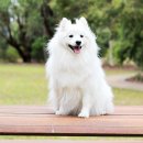 아이웰 동물의료센터 이미지