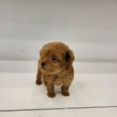 대전 강아지분양 고양이분양 파라다이스펫본점 이미지