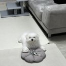 도그다움 이미지