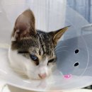 호크종합동물병원 이미지