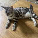 목암중학교 | 2025년 정리 및 차 자랑💋