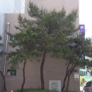 소나무세탁소 이미지