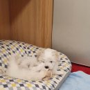 꼬똥사파이어 이미지