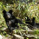 국립공원 가 볼 만한 곳 ● 72. 지리산 - 곰이 있는 풍경 이미지