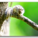 아기다람쥐 이미지