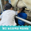 우리목장(1) | 용인 농도원목장 목장체험, 아이와 소젖짜기 해본 후기