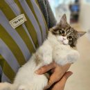 루비캣 | 분양후기가 많은 울산고양이분양 루비캣