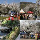 2019 (제9회)충주호 벚꽃축제가 화려하게 열린다 이미지