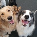 개린이집 이미지