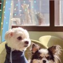 자랑하개 이미지