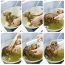 소미애견 농장 | 구미애견미용 아유베르다 허브팩으로 다시태어난 울강쥐~