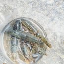 오조리-5 | 제주여행 성산 오조리 갯벌 체험 쏙 갯가재 딱총새우 잡는법
