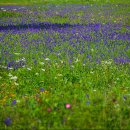 백두산화원 이미지