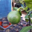 드림팜코리아 이미지