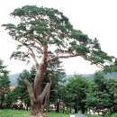 소나무 전경 이미지