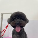 이뻐질개 애견미용실 이미지