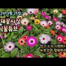 2022년 3월 25일 양재꽃시장 식물튜브 / 식물튜브 plant tube 동영상 이미지