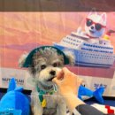 한강유통 | 🐶 [반려일기] 마리랑 한강유람선 🚢 | 펫츠고 2025 선셋 댕댕크루즈 후기