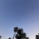 비양도의 비양나무자생지 | [제주도 비양도] 백패킹 후기 - (사진 많음)