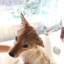 퍼피엔젤스 이미지