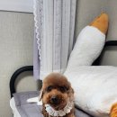 인생개컷 이미지