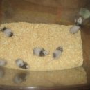 마마우스 이미지