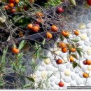 운제농장 이미지