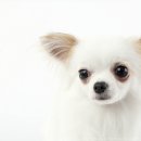 강아지살롱 이미지