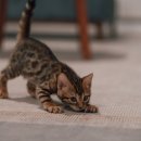 캣앤캣 고양이 병원 이미지