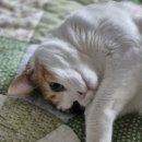 우리동물병원(산업) | 반려견분리불안 반려동물 행동질환보조제 벨릭서 캄프리