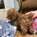 우리집 개구쟁이 이미지