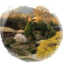 고향의봄 이미지