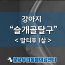 양현로375번길 양측 | 슬개골탈구 수술전문 동물병원 강아지가 갑자기 다리를 들어요 말티푸 슬개골탈구 수술 관절염치료 후기
