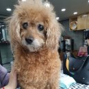 꽃다비펫 | 인천애견미용 , 푸들미용 ,노견미용