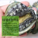 섬전복영어조합법인 이미지