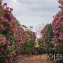 제주블랑