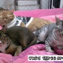 자장자장 이미지