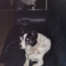 장미흑염소 이미지