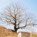 영풍 병산리 갈참나무 이미지