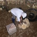 백봉춘천농장 이미지