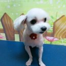 코코애견클럽 이미지