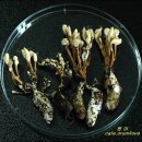 죽은 곤충의 몸에서 피어나는 동충하초 이미지