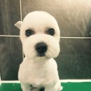 몽스텔라